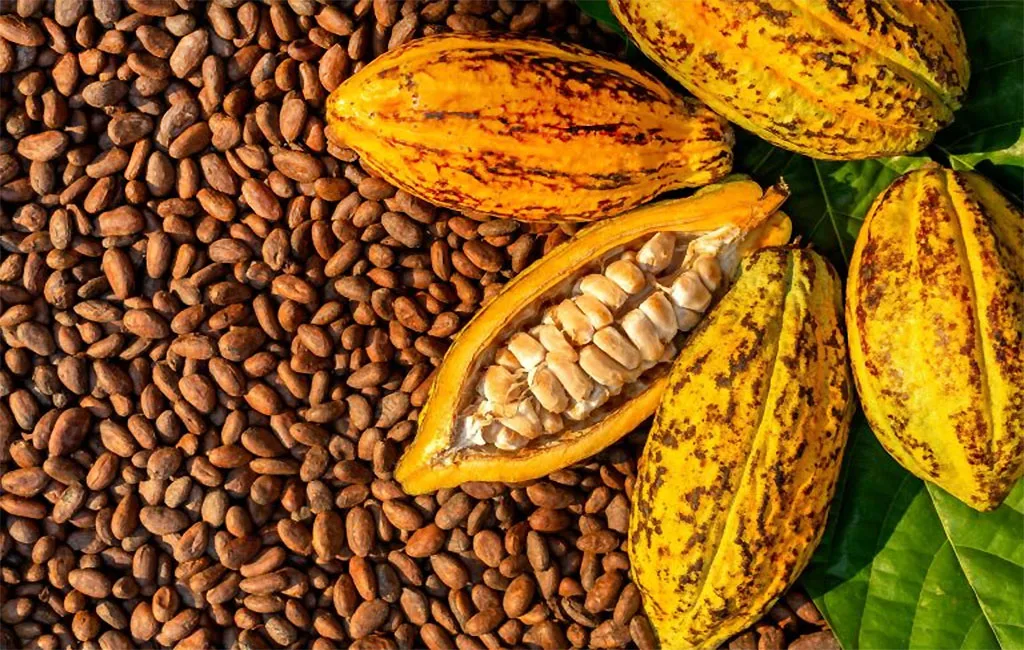 Este sábado: Llega a Maracaibo Primera Feria Artesanal de Café, Cocuy, Cacao y Miel
