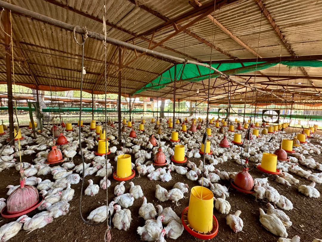 El Zulia produce 1.200.000 kilos de carne de pollo semanal: Gobierno Bolivariano protege y garantiza la producción avícola del sector privado