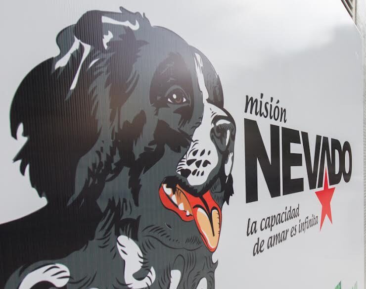 Misión Nevado lanza plan de adopción responsable de mascotas sobrevivientes de los terremotos