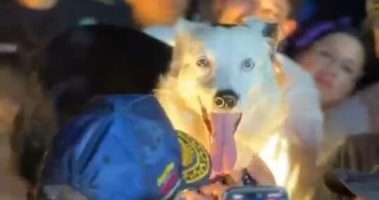 Maracaibo Inmortaliza al Héroe Canino: El Ángel de la Esperanza Tsunami tiene su Monumento en la Vereda del Lago