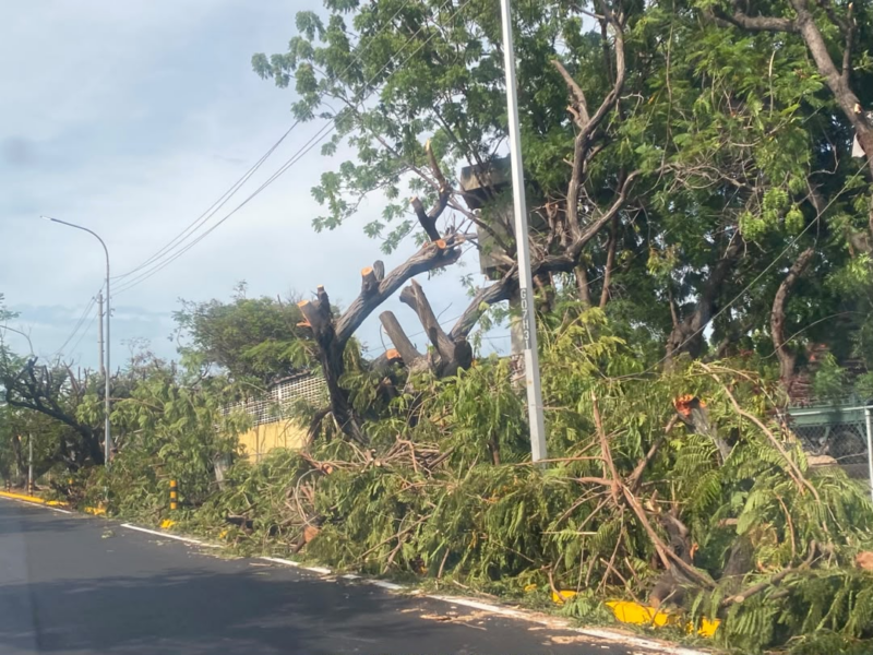 Azul Ambientalistas denuncia «genocidio ambiental» en la avenida Universidad en Maracaibo
