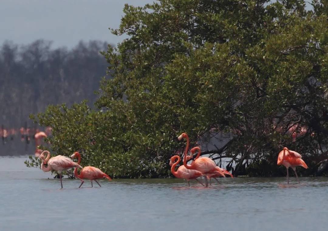 Registran vistoso ritual de «cortejo de flamencos» a orillas de la Ciénaga de Los Olivitos en el municipio Miranda