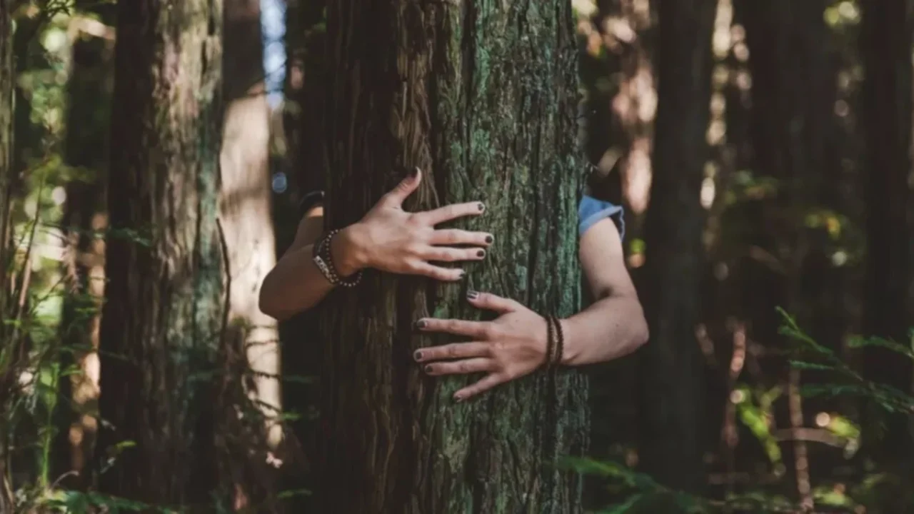 Naturaleza: La arboterapia y sus efectos en la salud