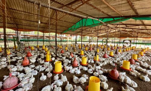 El Zulia produce 1.200.000 kilos de carne de pollo semanal: Gobierno Bolivariano protege y garantiza la producción avícola del sector privado