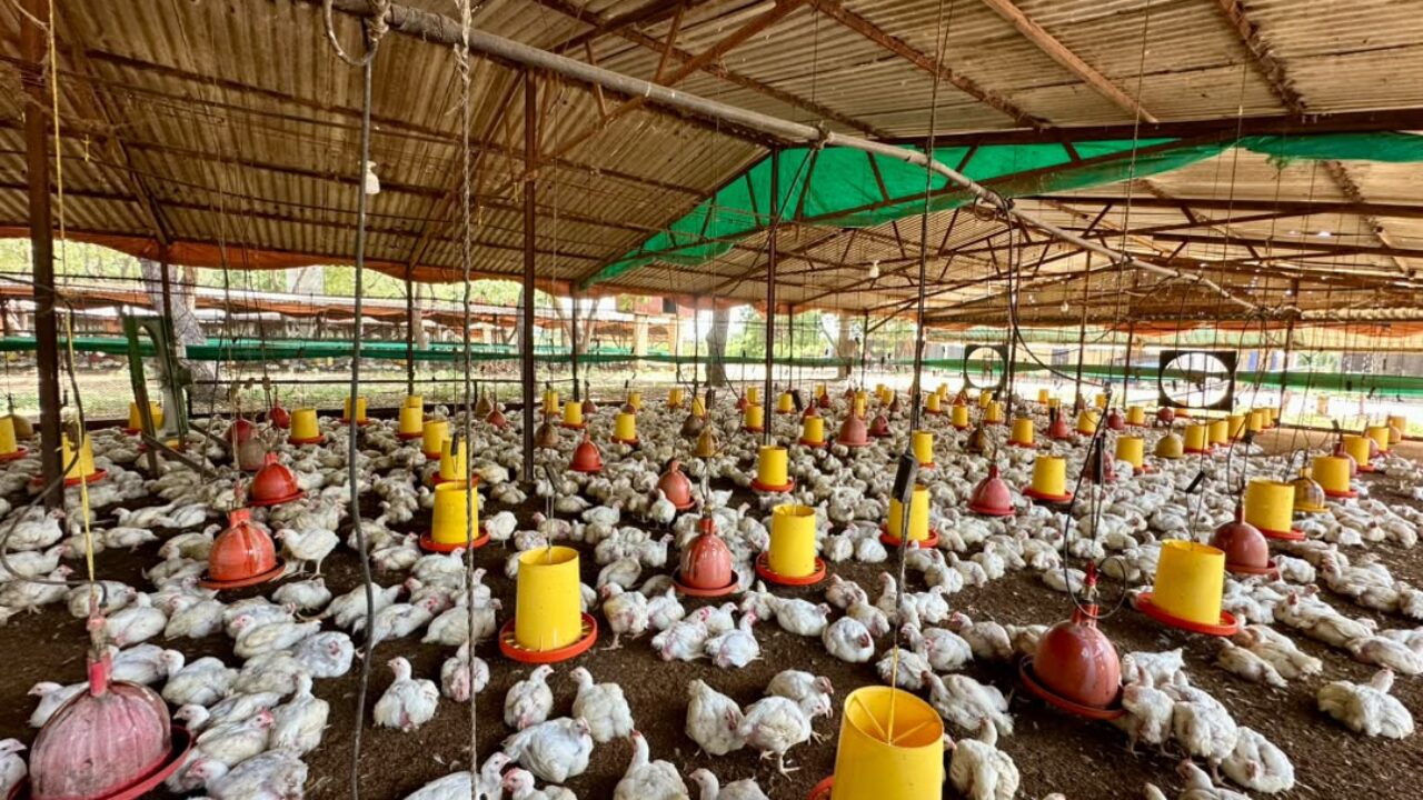 El Zulia produce 1.200.000 kilos de carne de pollo semanal: Gobierno Bolivariano protege y garantiza la producción avícola del sector privado