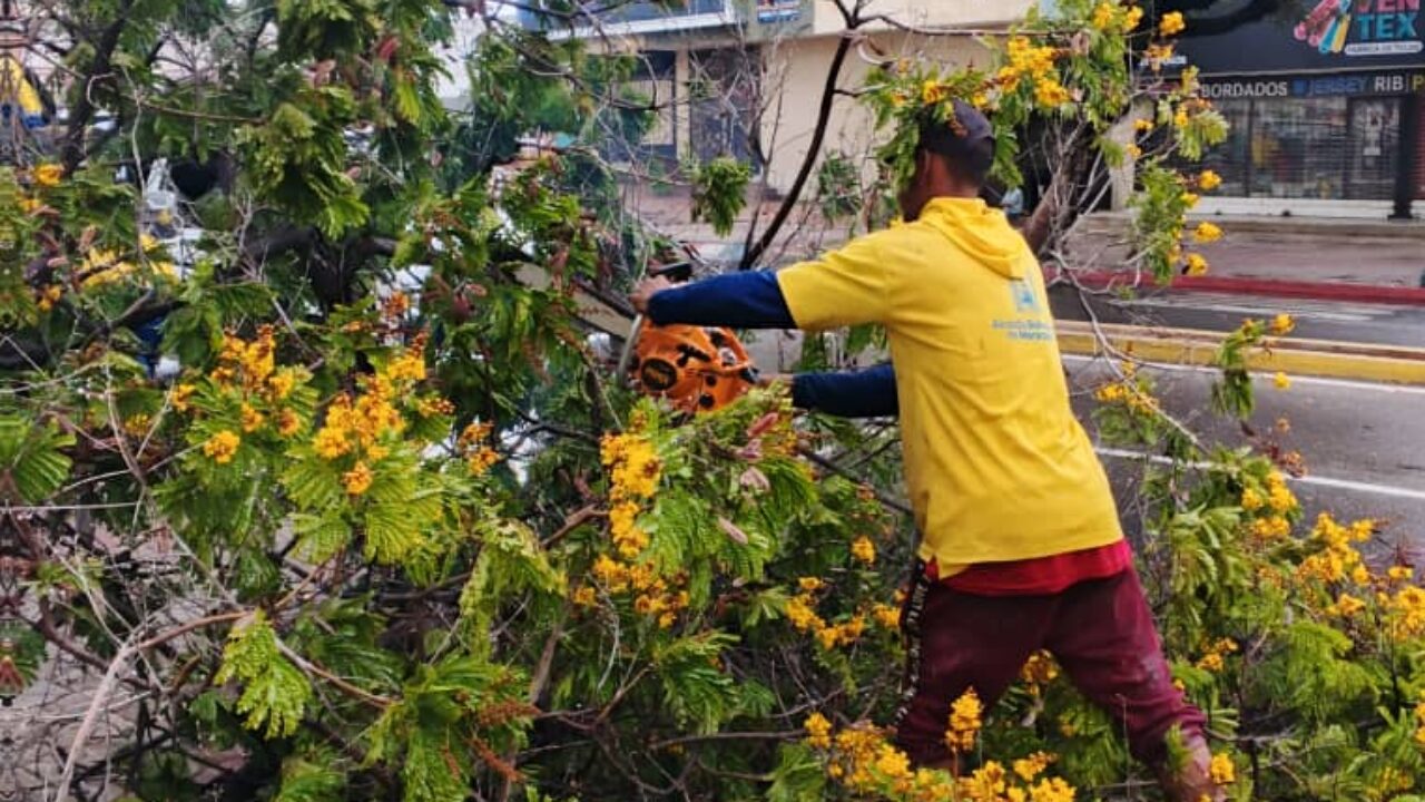 Tercer reporte del IMA: Alcaldía de Maracaibo desplegada en la calle ante reportes de árboles caídos