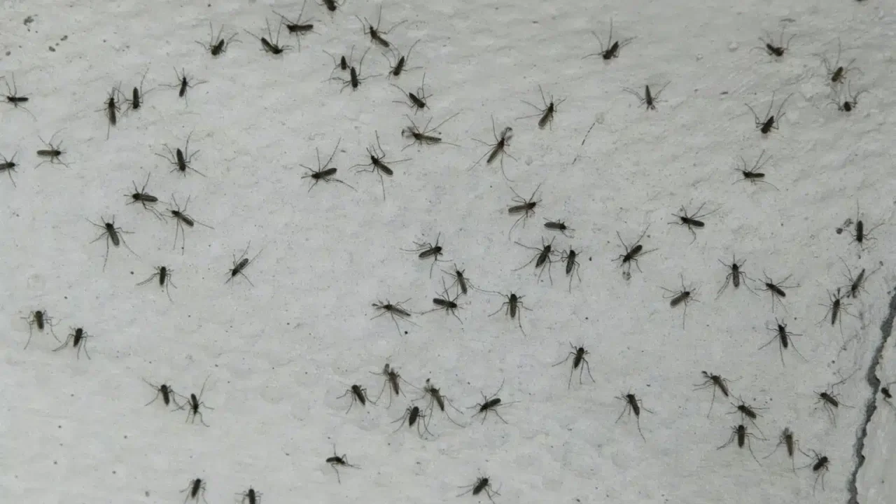 Riesgo: OPS advierte sobre expansión de casos de chikungunya en Venezuela