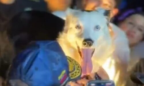 Maracaibo Inmortaliza al Héroe Canino: El Ángel de la Esperanza Tsunami tiene su Monumento en la Vereda del Lago