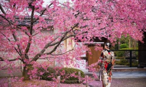 El despertar de los sentidos: Japón se rinde ante el Sakura y la belleza efímera de la primavera