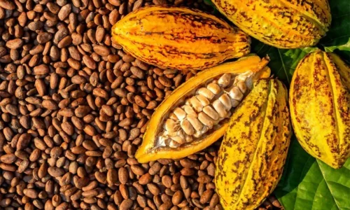 Este sábado: Llega a Maracaibo Primera Feria Artesanal de Café, Cocuy, Cacao y Miel