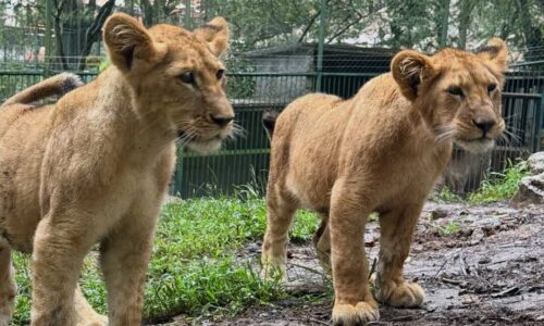 ¡El rugido crece en Mérida!: Los cachorros de Murachí y Carú sorprenden al mundo con su asombroso desarrollo