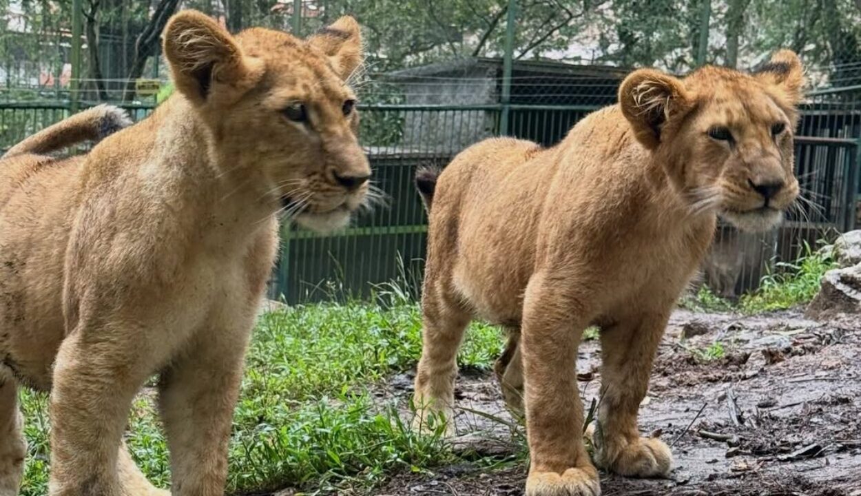 ¡El rugido crece en Mérida!: Los cachorros de Murachí y Carú sorprenden al mundo con su asombroso desarrollo
