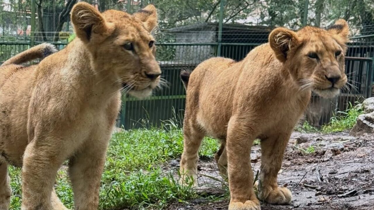 ¡El rugido crece en Mérida!: Los cachorros de Murachí y Carú sorprenden al mundo con su asombroso desarrollo