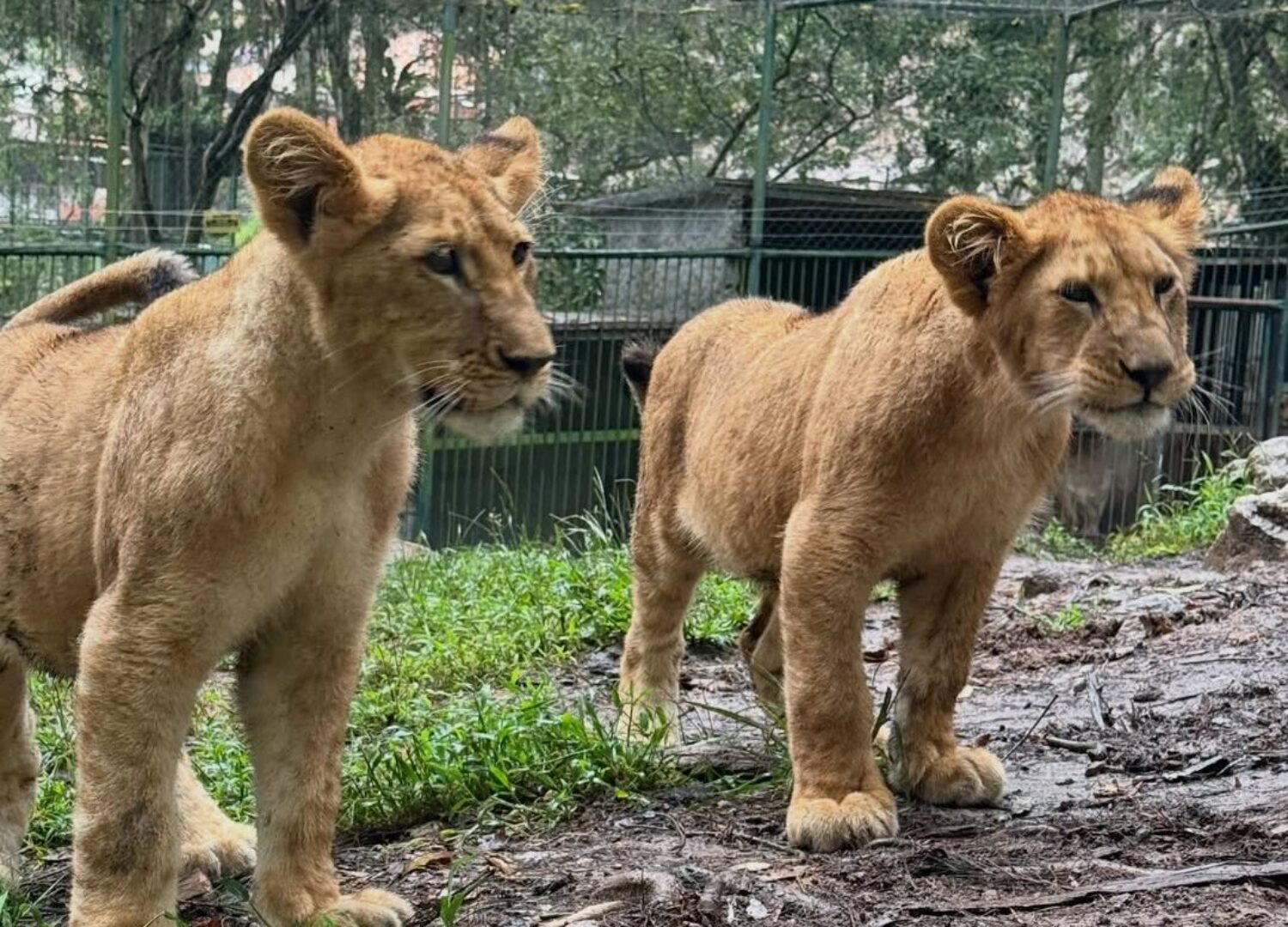 ¡El rugido crece en Mérida!: Los cachorros de Murachí y Carú sorprenden ...