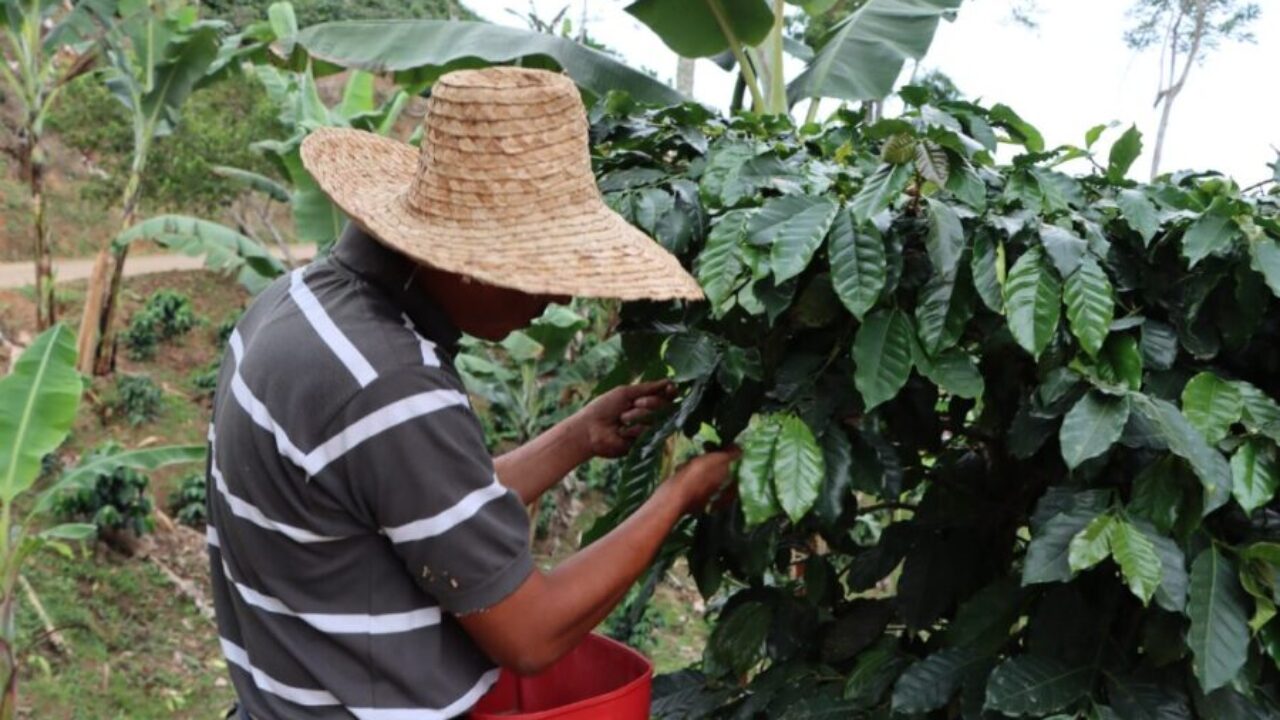 El café impulsa la economía de Venezuela: inicia cosecha de más de 230 mil hectáreas en producción