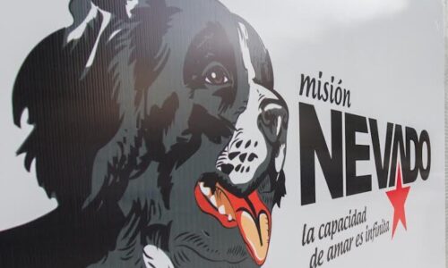 Misión Nevado lanza plan de adopción responsable de mascotas sobrevivientes de los terremotos