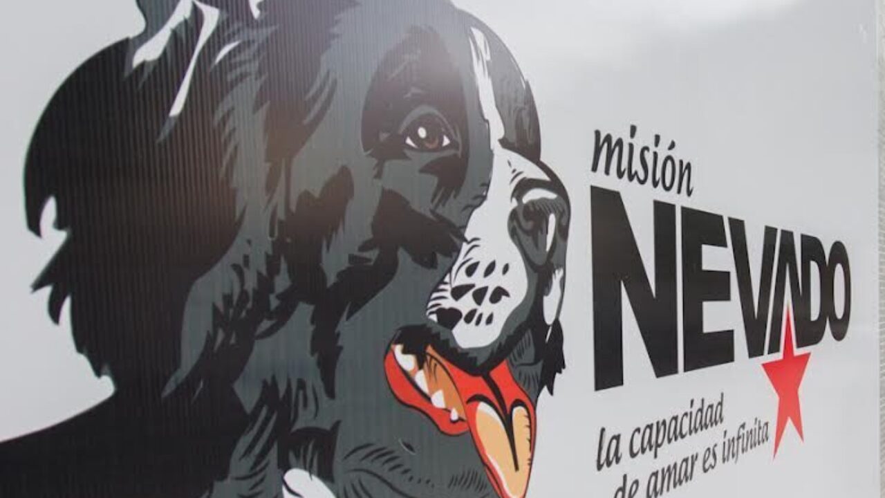 Misión Nevado lanza plan de adopción responsable de mascotas sobrevivientes de los terremotos