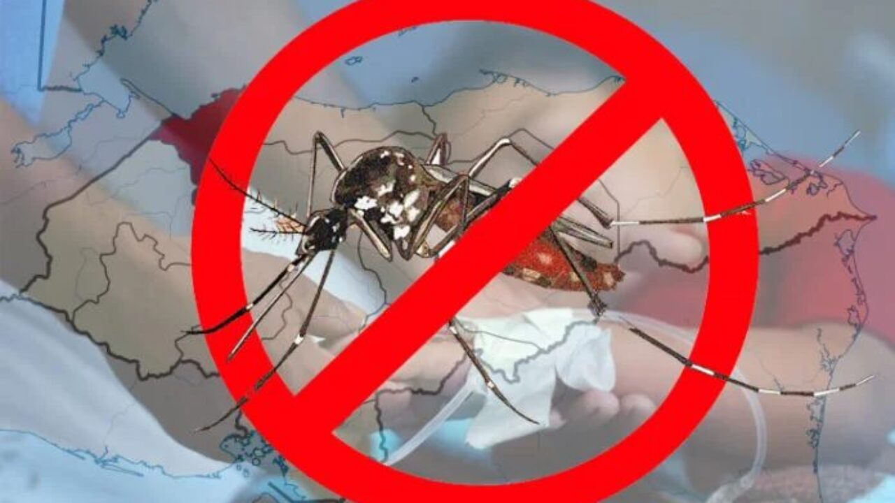 Alerta de la OPS: «Se espera la peor temporada de dengue en la historia en América Latina»