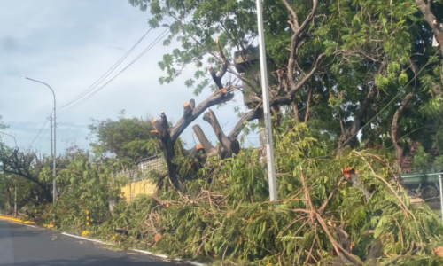 Azul Ambientalistas denuncia «genocidio ambiental» en la avenida Universidad en Maracaibo
