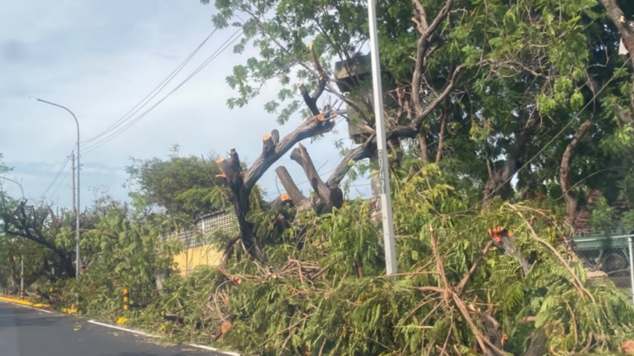 Azul Ambientalistas denuncia «genocidio ambiental» en la avenida Universidad en Maracaibo