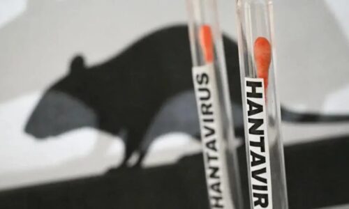 Qué es el hantavirus, sus síntomas y cómo se transmite esta letal patología