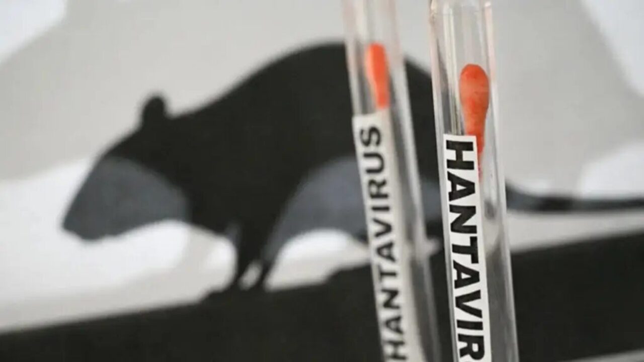 Qué es el hantavirus, sus síntomas y cómo se transmite esta letal patología