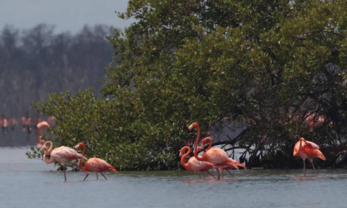 Registran vistoso ritual de «cortejo de flamencos» a orillas de la Ciénaga de Los Olivitos en el municipio Miranda