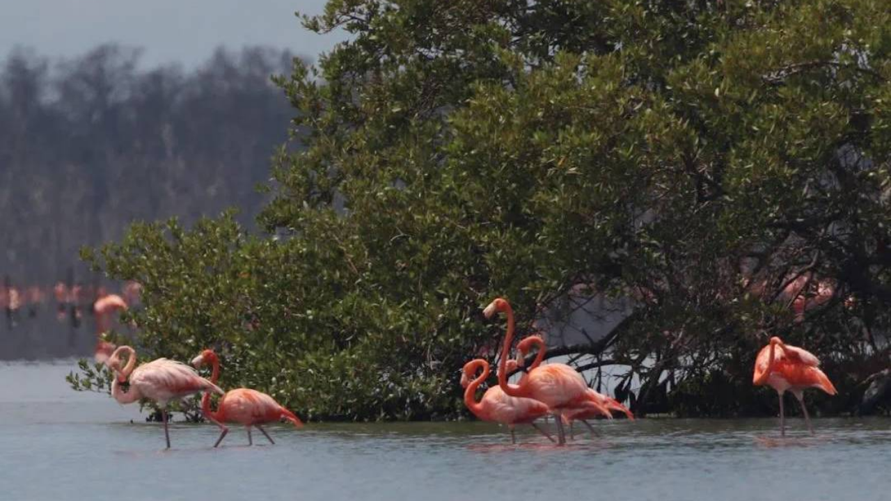 Registran vistoso ritual de «cortejo de flamencos» a orillas de la Ciénaga de Los Olivitos en el municipio Miranda