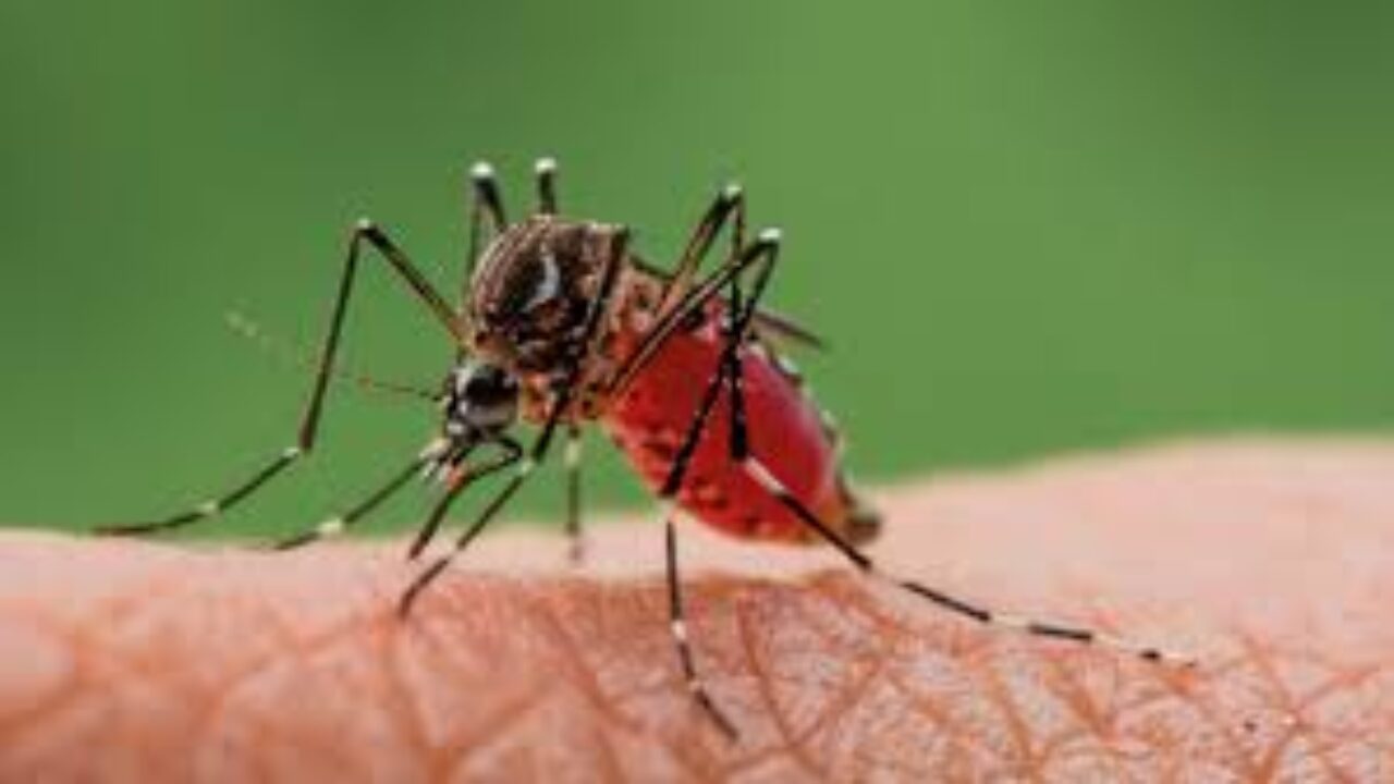 El Colegio de Médicos del Zulia se pronuncia sobre el virus Oropouche