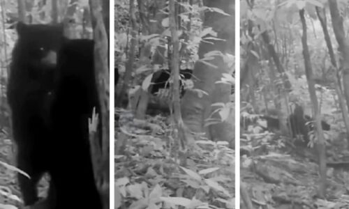 ¡Guardiana de la Sierra!: Graban por primera vez a una osa frontino con sus crías en las montañas de Lara